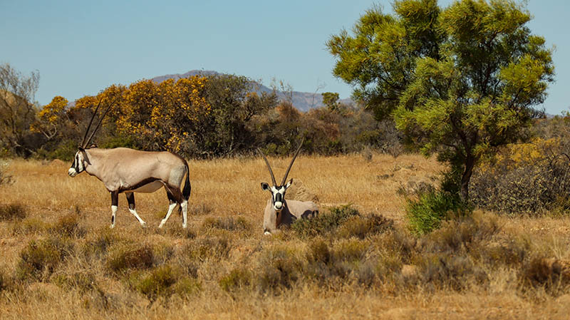 südafrika namaqua national park oryx