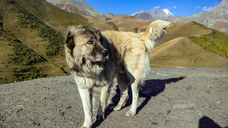 kaukasischer schaeferhund georgien