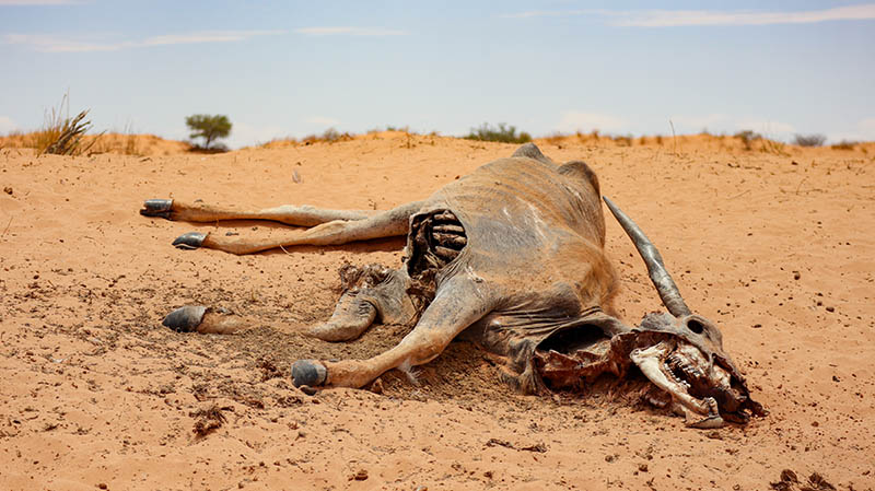 kadavar kalahari wüste