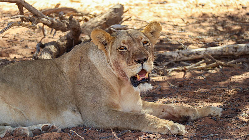 kgalagadi transfrontier park lion