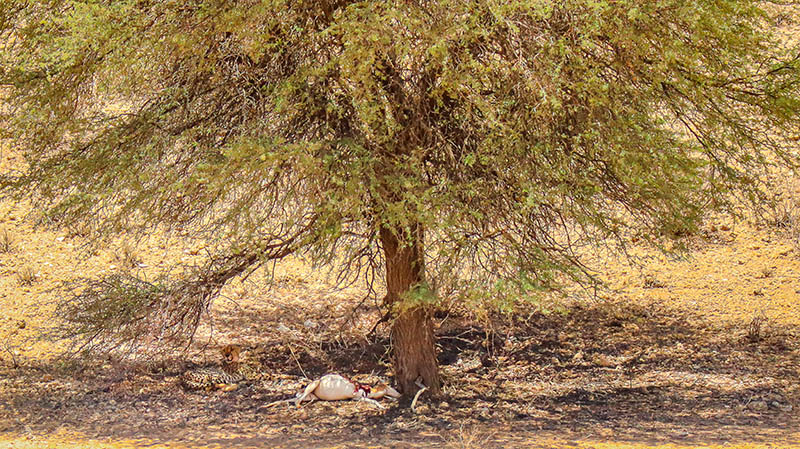 Gepard gesichtet im kgalagadi transfontier park