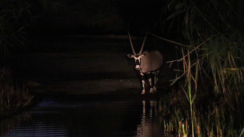 nachtsafari augrabies falls national park südafrika