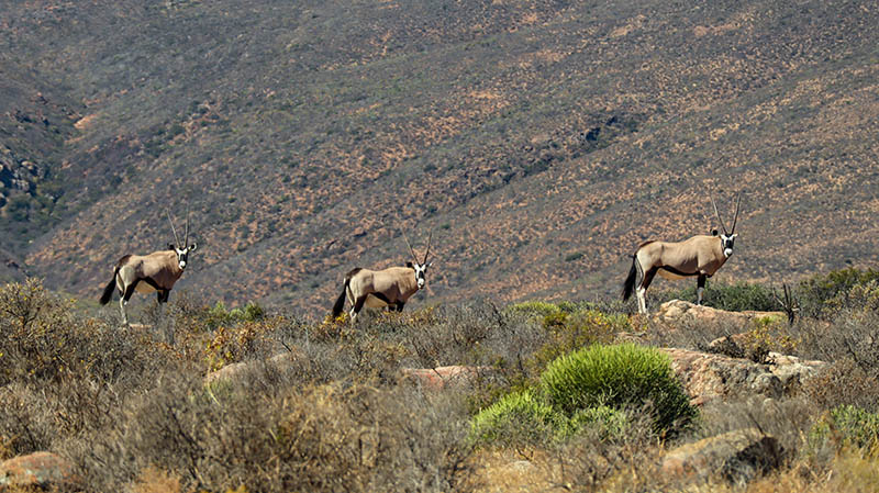 oryx antilopen südafrika safari