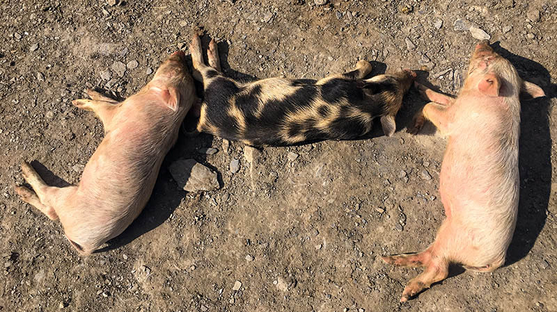 schweine streicheln in georgien