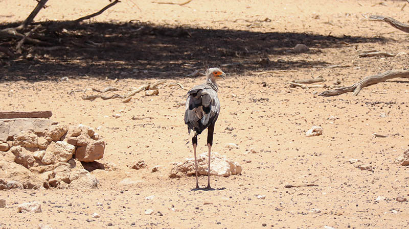 südafrika kalahari seketär vogel