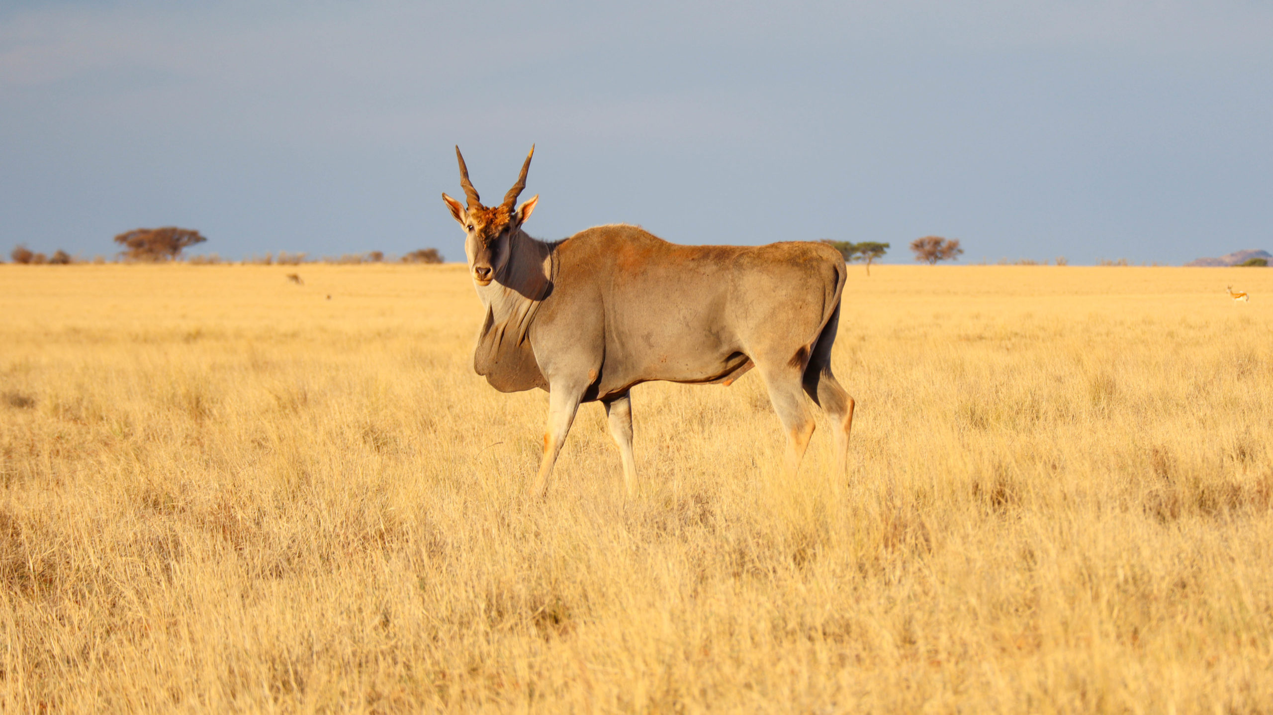 mokala nationalpark elenantilope südafrika