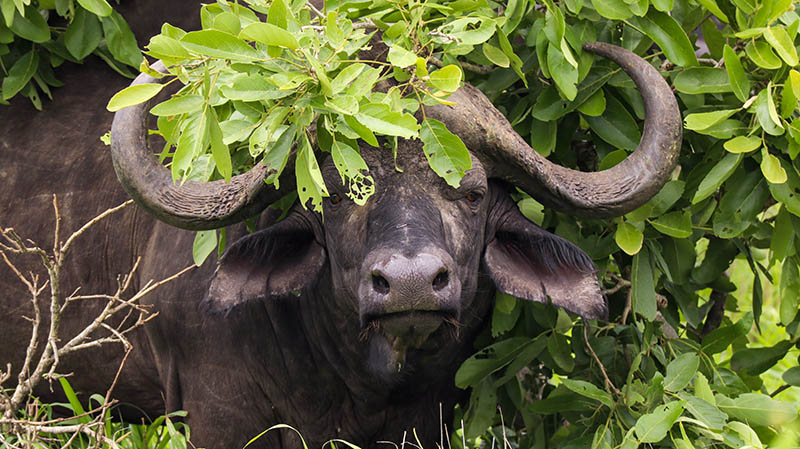 afrikanischer büffel südafrika