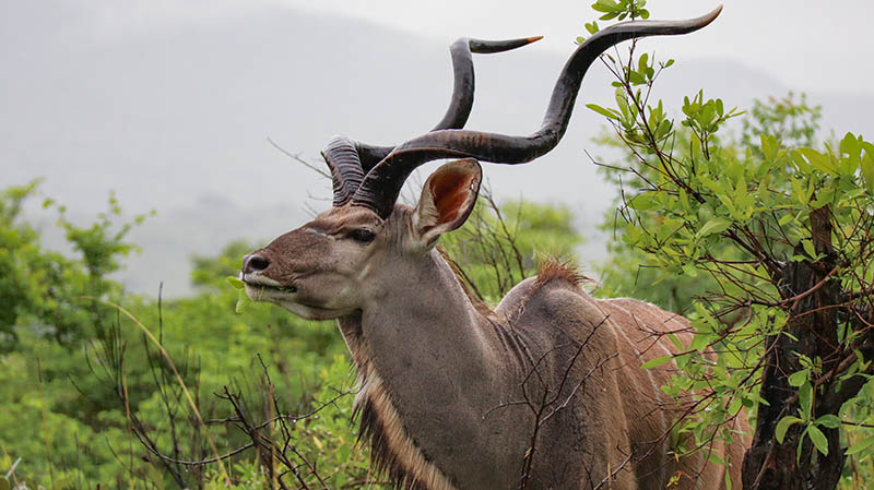 reiseblogger südafrika kudu