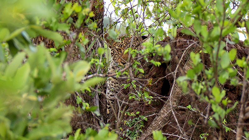 leopard kruger nationalpark gesichtet