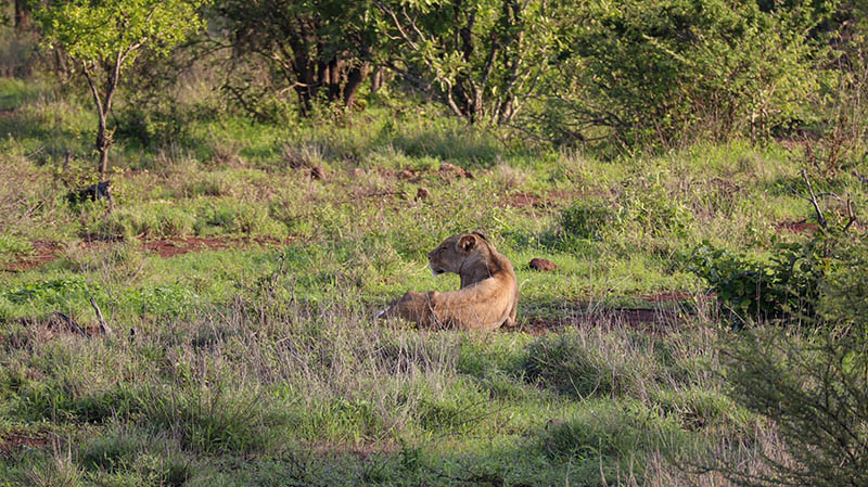 löwe safari südafrika
