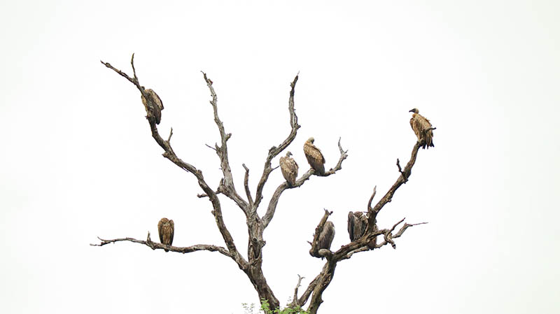 weißrückengeier krüger nationalpark vogelsafari