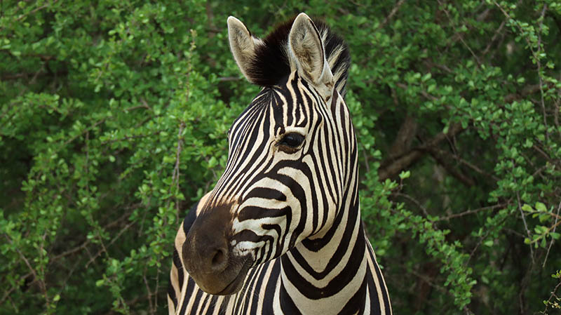 zebra kruger nationalpark