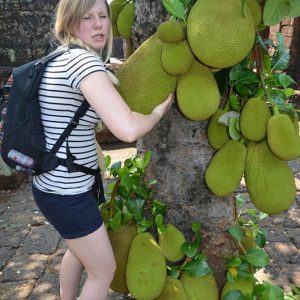 riesige jackfrucht in thailand